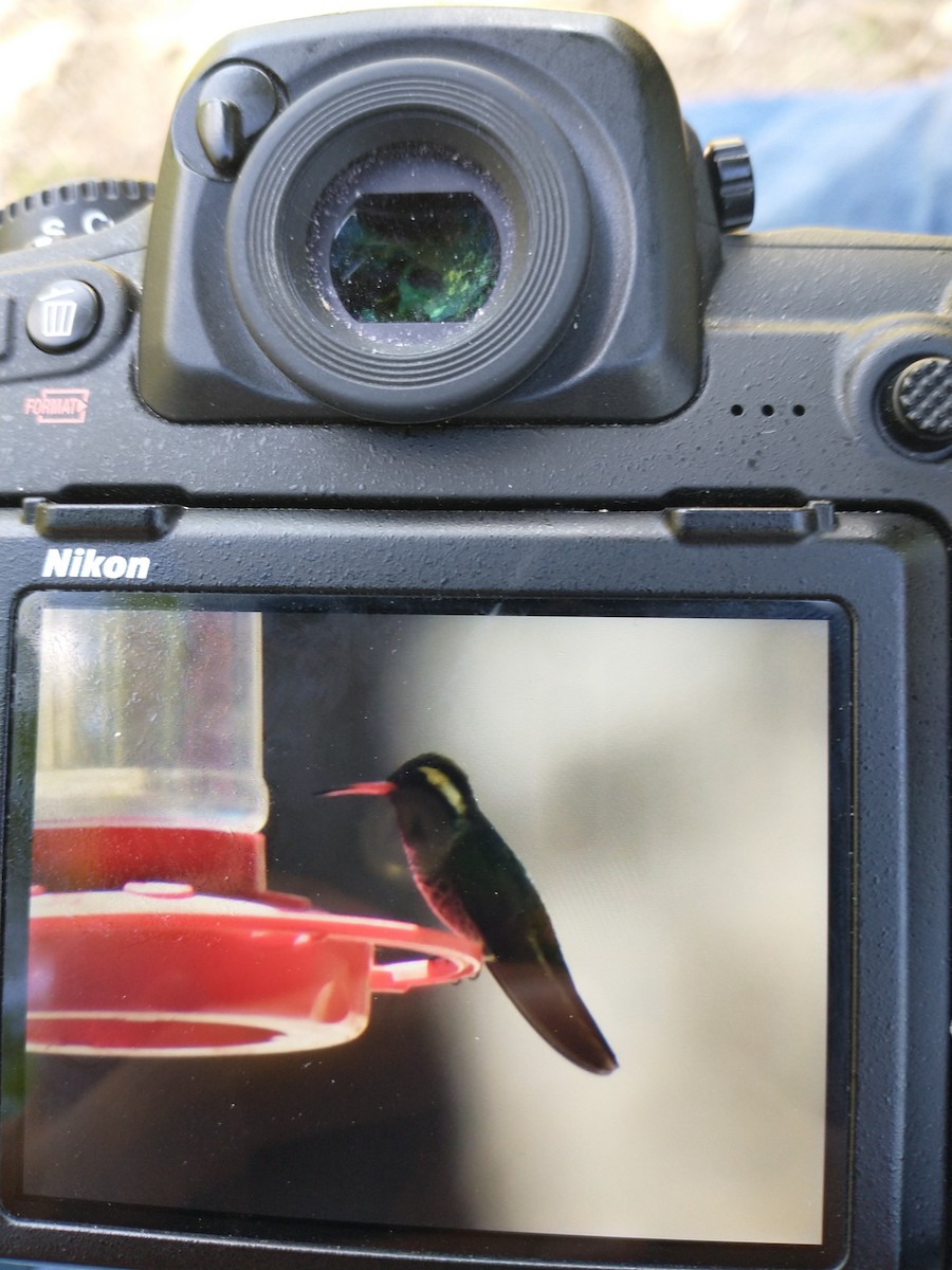 White-eared Hummingbird - Sebastian Casarez