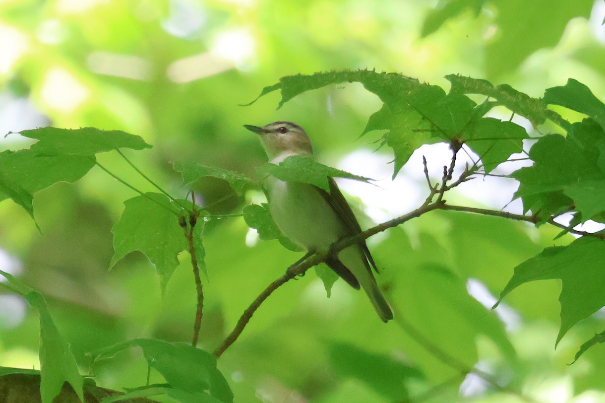 Red-eyed Vireo - Eric Cameron