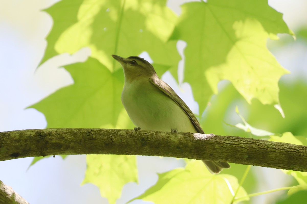 Red-eyed Vireo - Eric Cameron