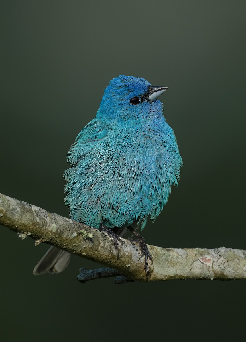 Indigo Bunting - Pramod Prabhu