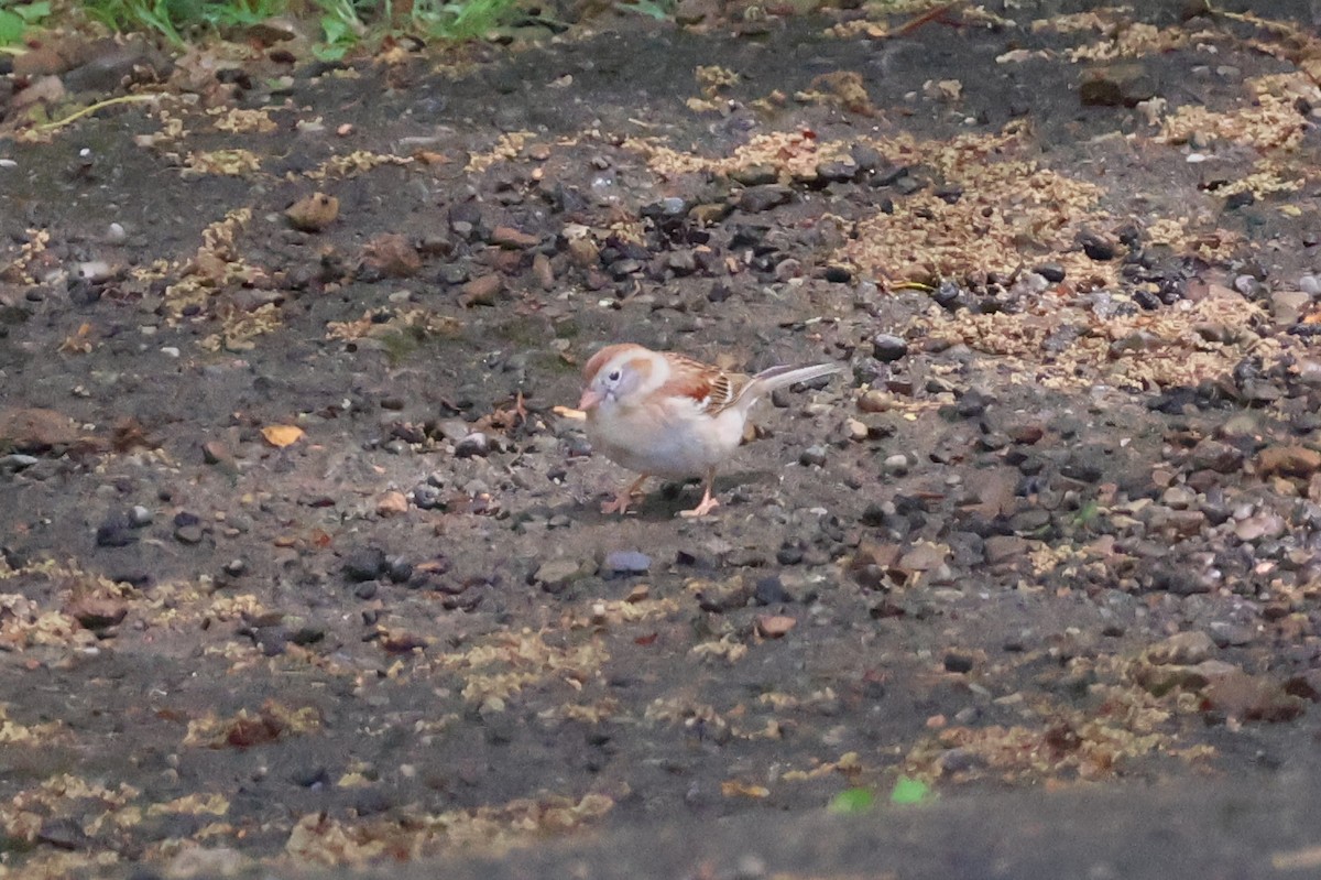 Field Sparrow - Eric Cameron