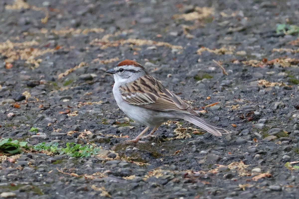 Chipping Sparrow - Eric Cameron