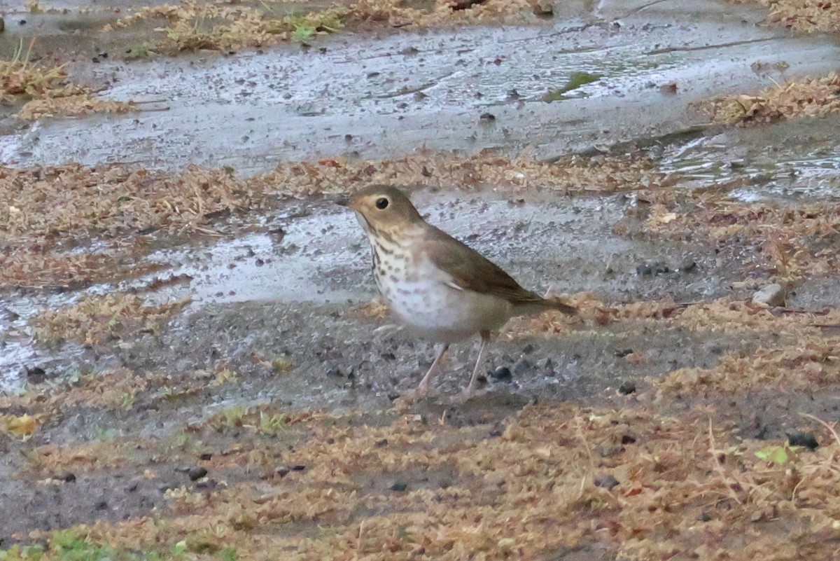 Swainson's Thrush - Eric Cameron