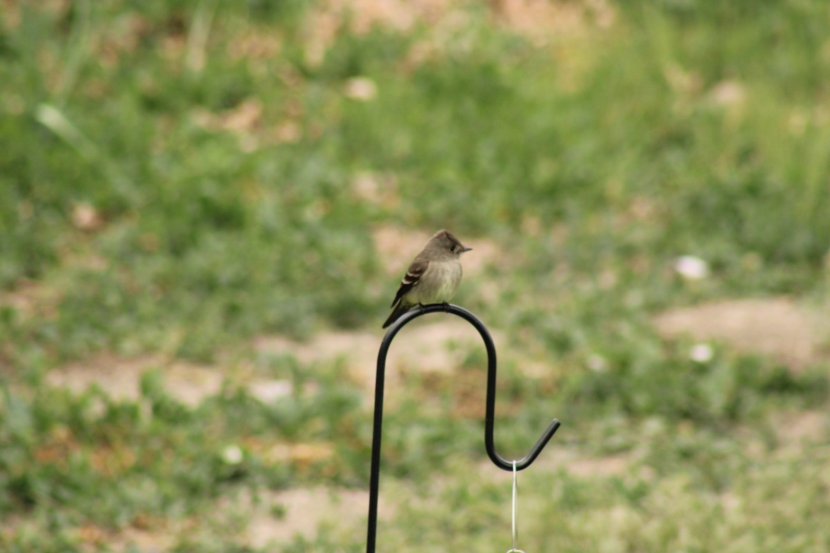 Western Wood-Pewee - Carl Ingwell