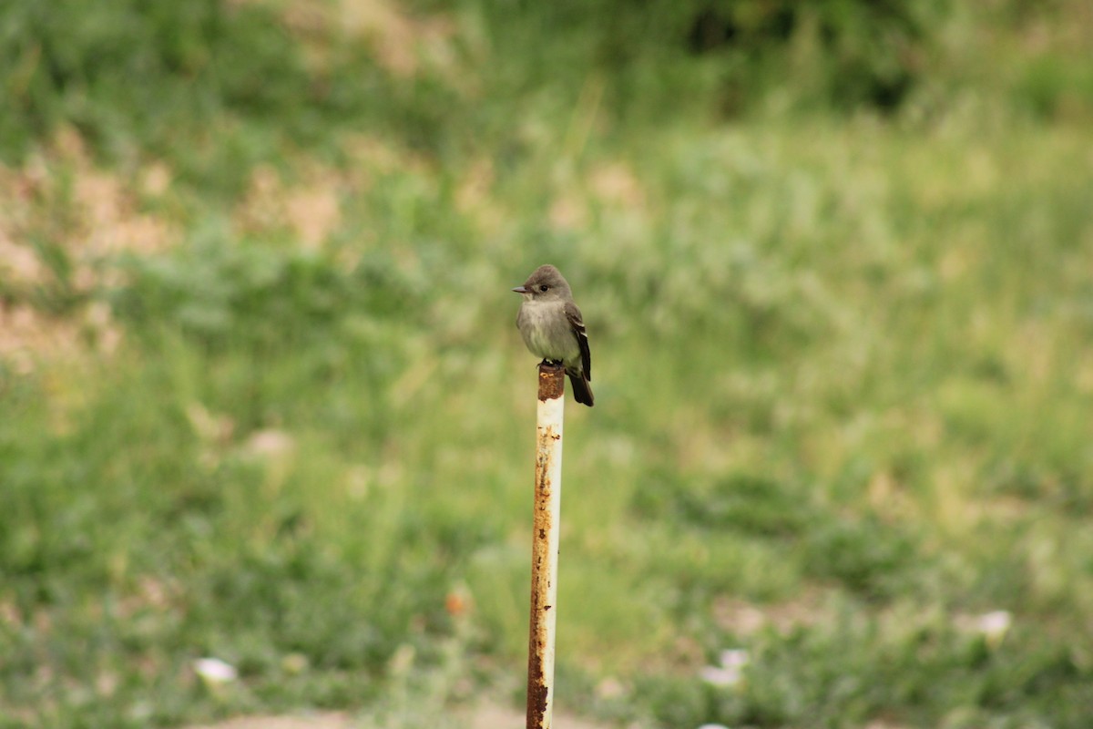 Western Wood-Pewee - Carl Ingwell