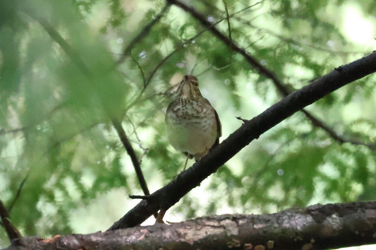 Swainson's Thrush - ML619364131