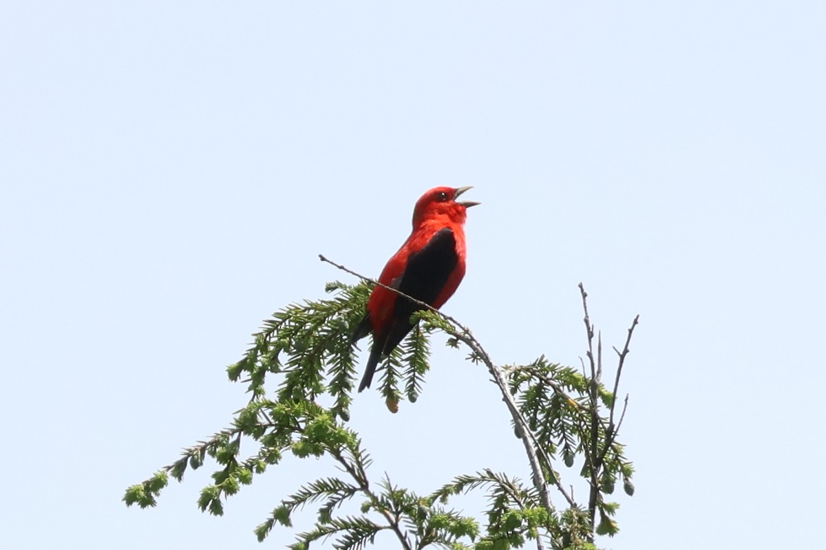 Scarlet Tanager - Eric Cameron