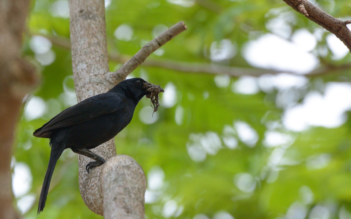 Melodious Blackbird - Luis Trinchan