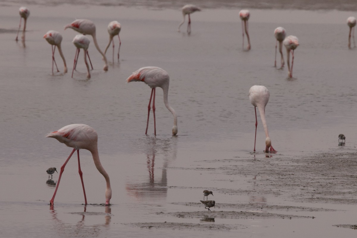 Lesser Flamingo - John Bruin