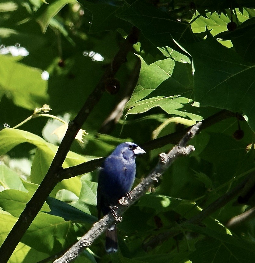 Blue Grosbeak - ML619364179