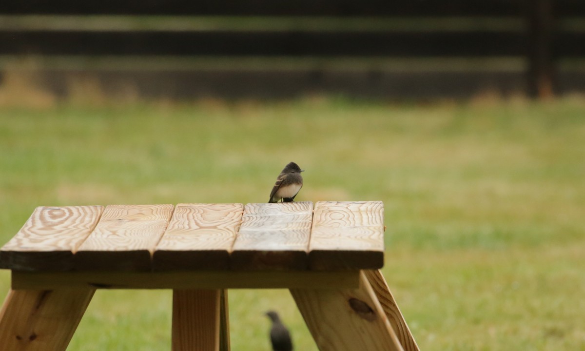 Black Phoebe - ML619364180