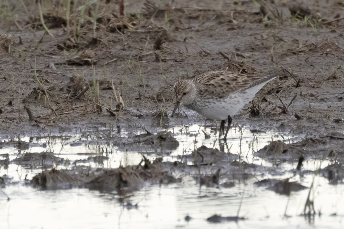 White-rumped Sandpiper - Tommy Childers