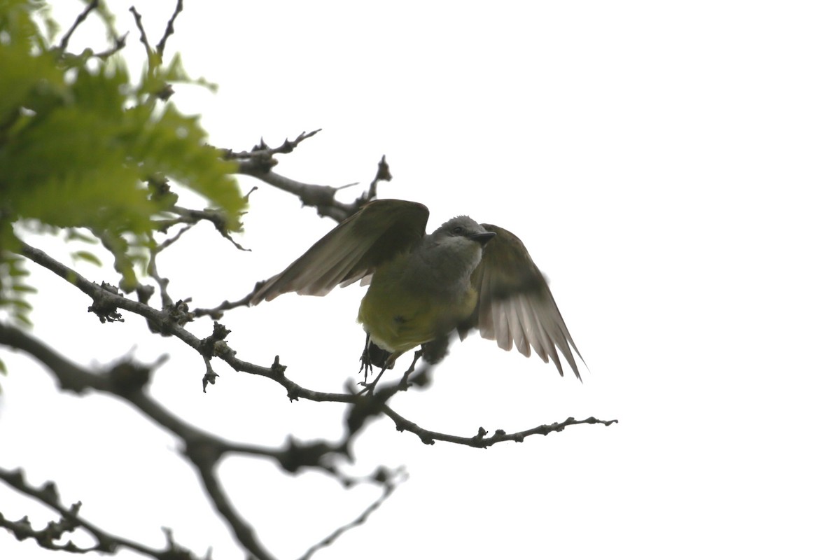 Western Kingbird - ML619364191