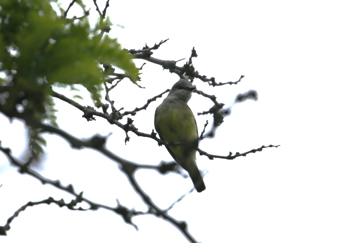 Western Kingbird - ML619364192