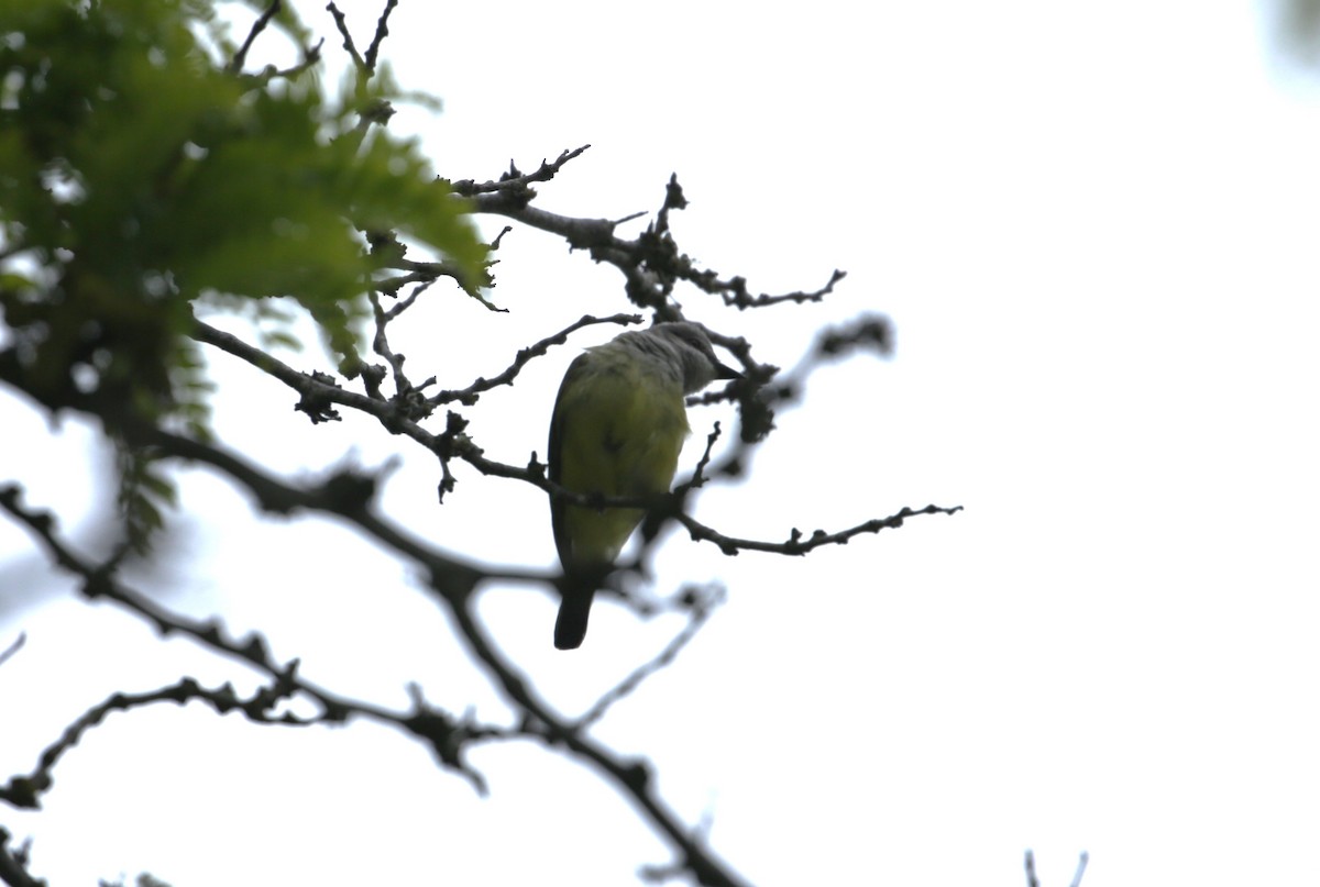 Western Kingbird - Samuel Hain