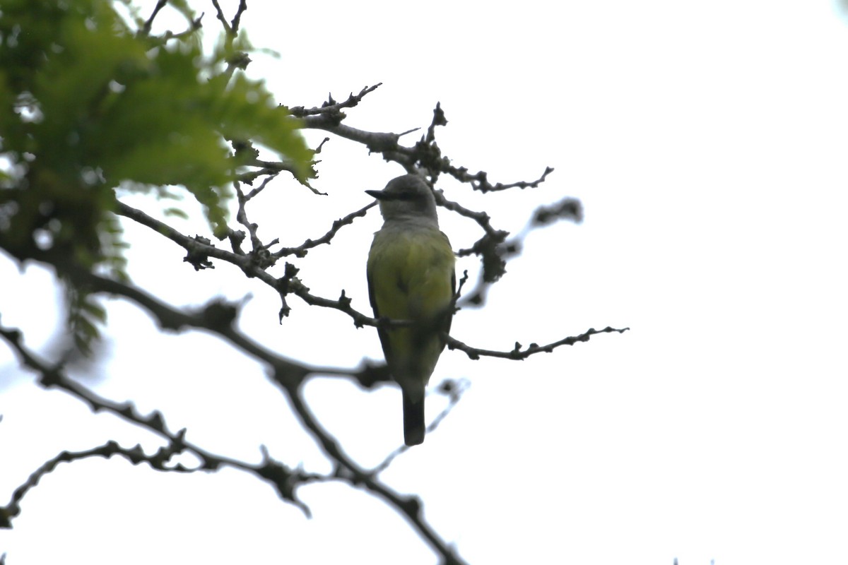 Western Kingbird - Samuel Hain