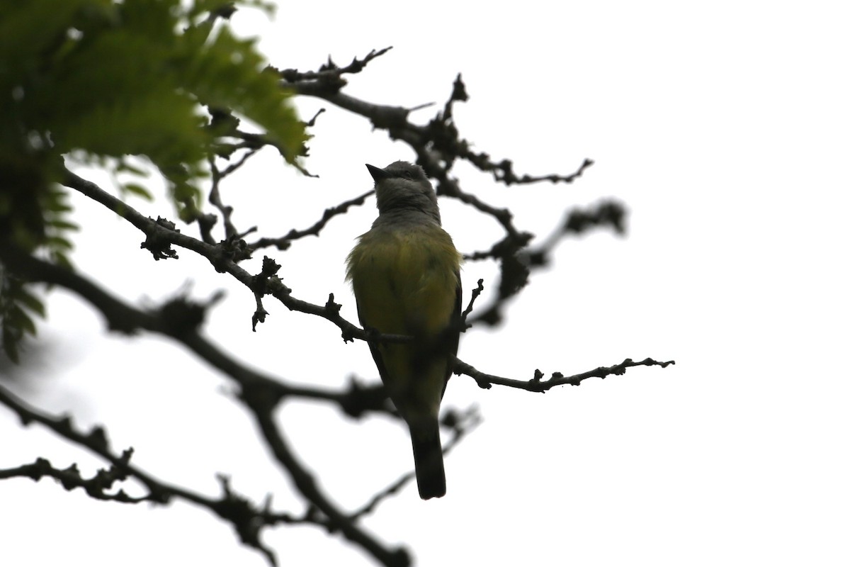 Western Kingbird - Samuel Hain