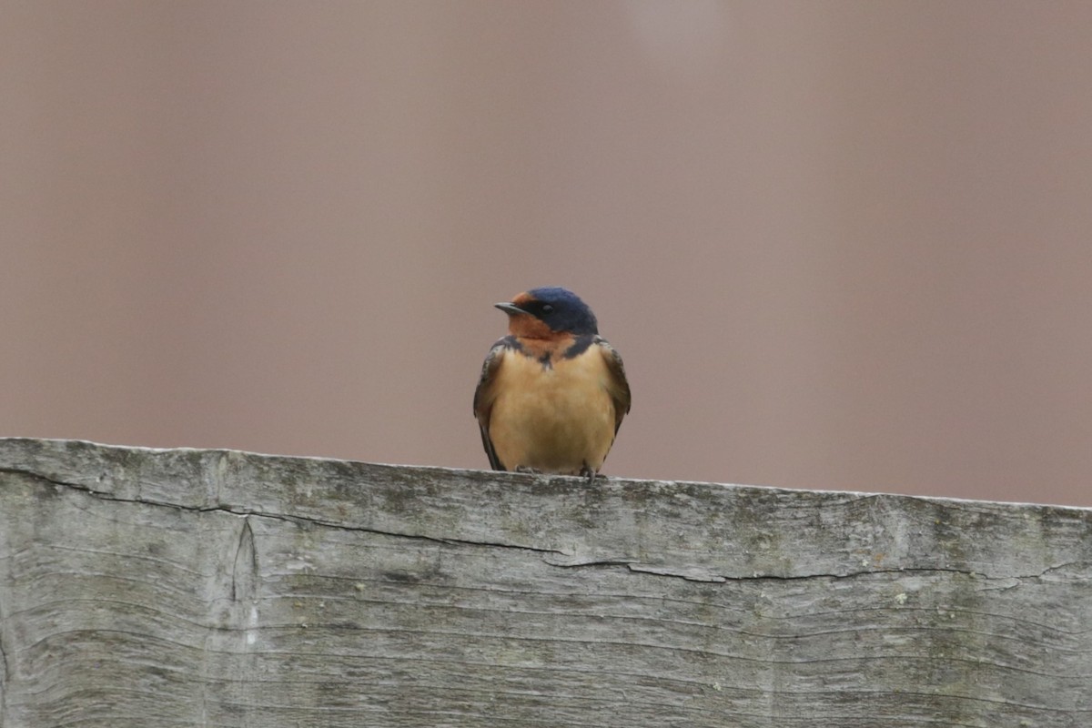 Barn Swallow - Samuel Hain