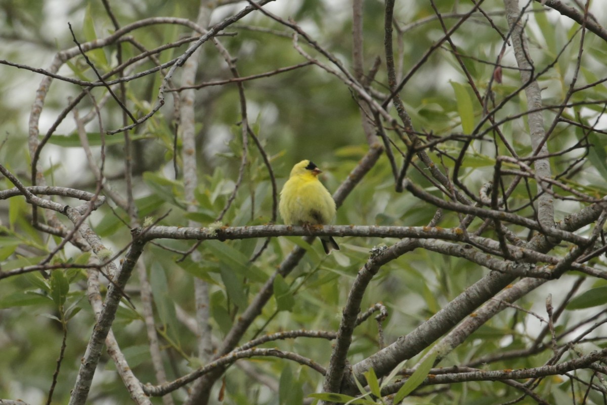 American Goldfinch - Samuel Hain