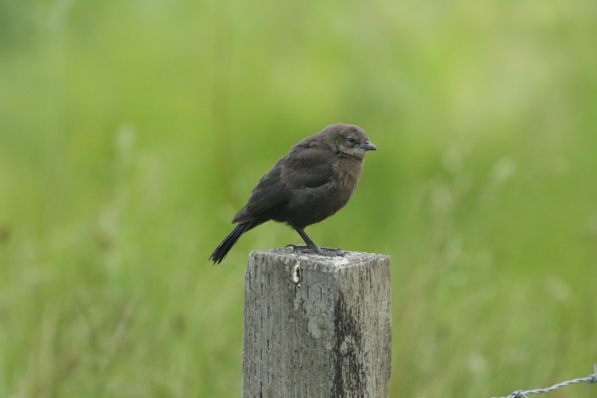 Brewer's Blackbird - Samuel Hain