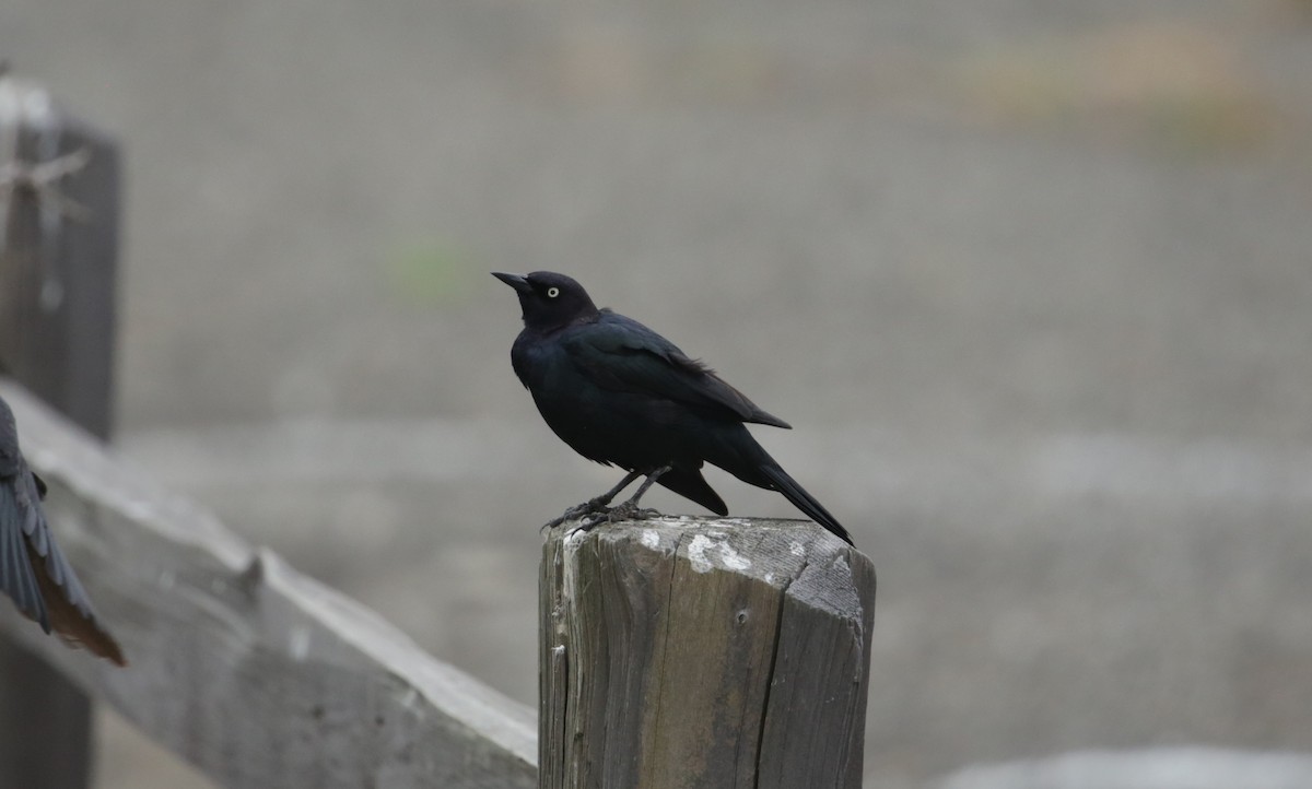 Brewer's Blackbird - ML619364227