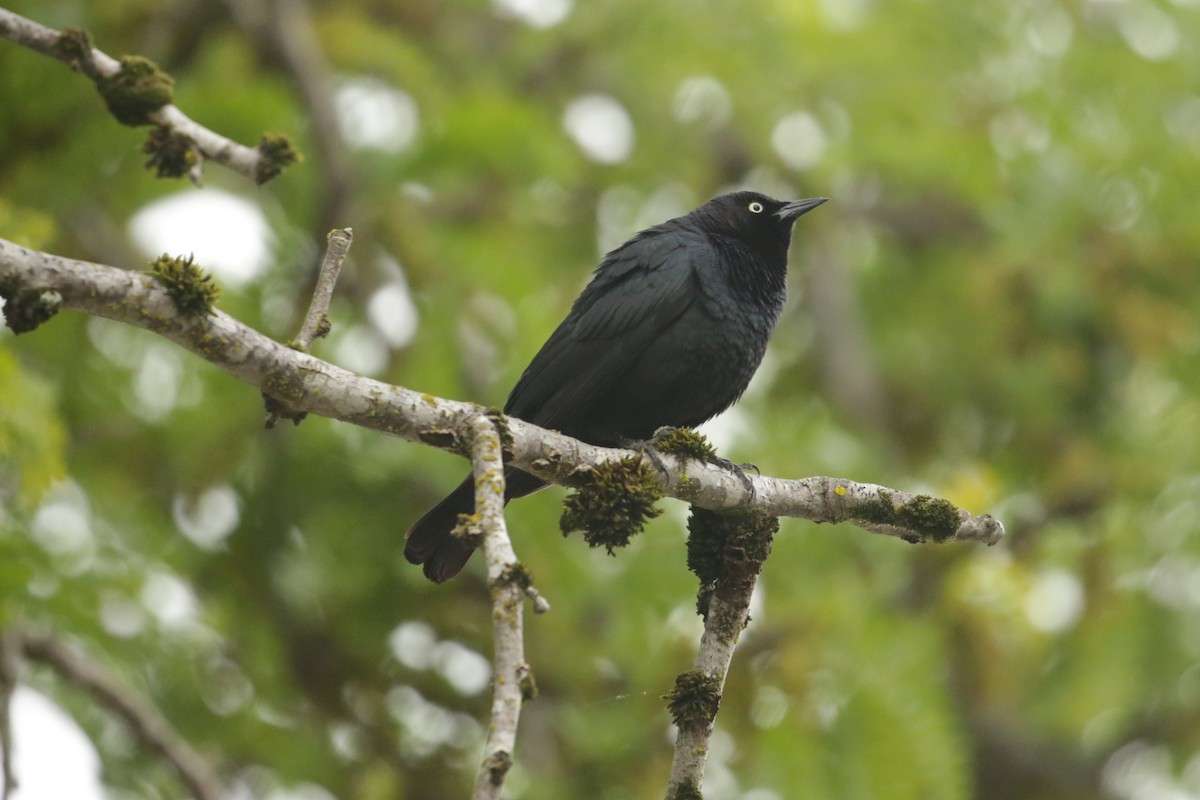 Brewer's Blackbird - Samuel Hain