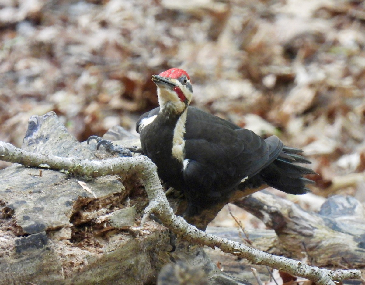 Pileated Woodpecker - Sue Bernstein