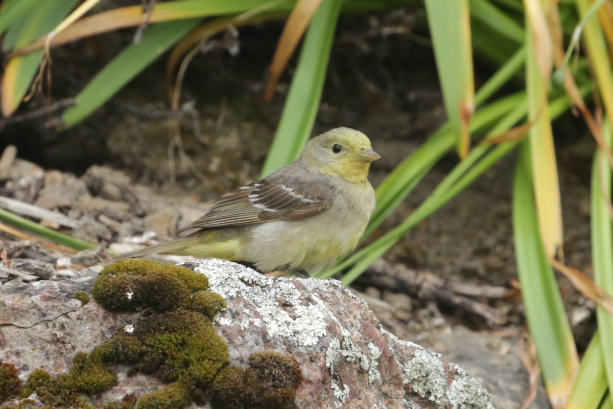 Western Tanager - ML619364238
