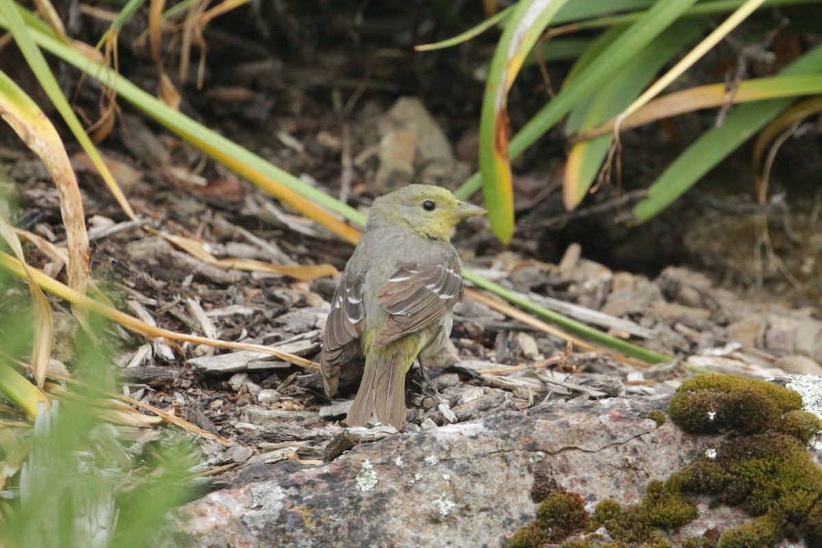 Western Tanager - ML619364239