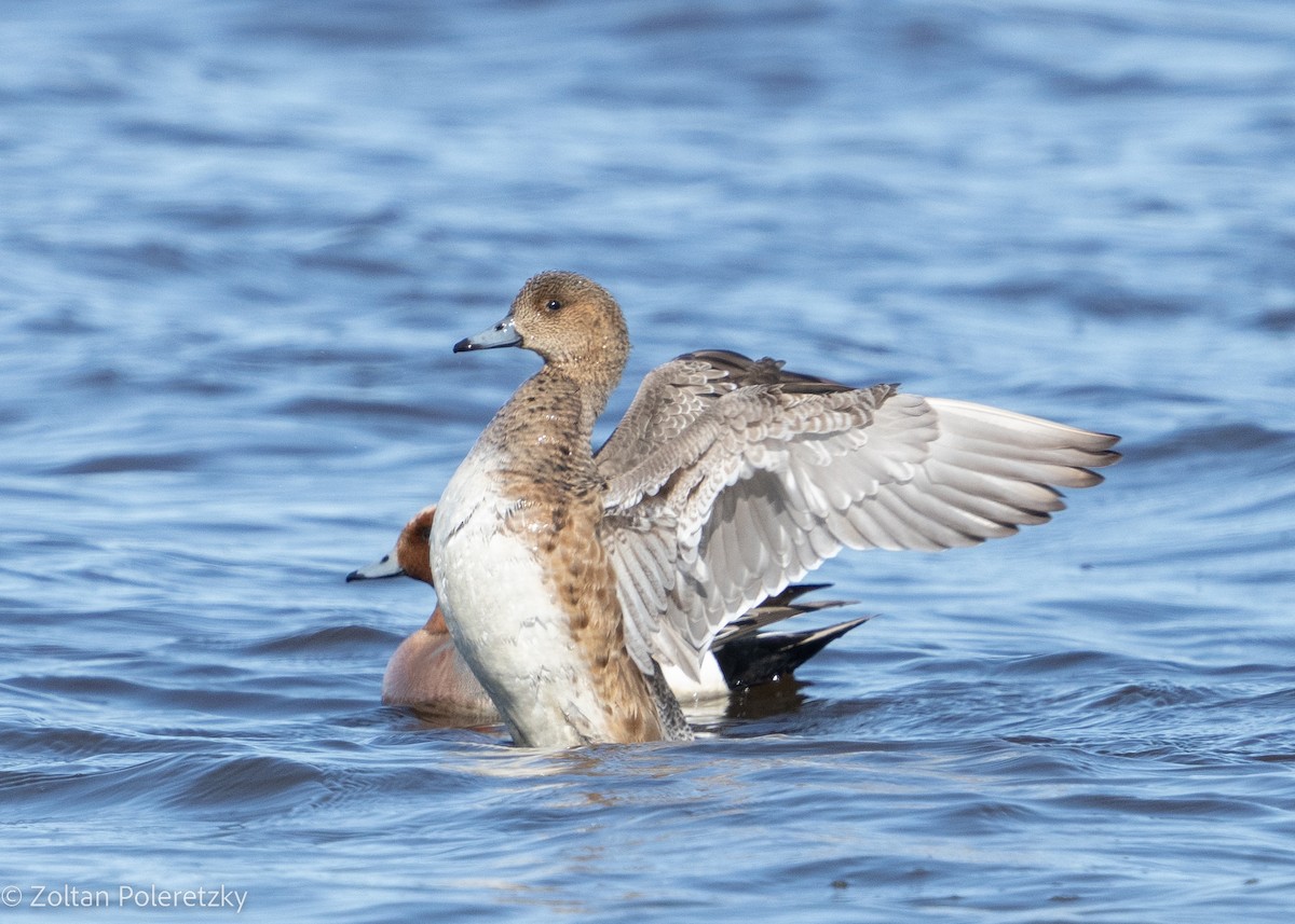 Eurasian Wigeon - Zoltan Poleretzky