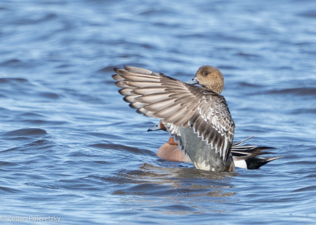 Eurasian Wigeon - Zoltan Poleretzky