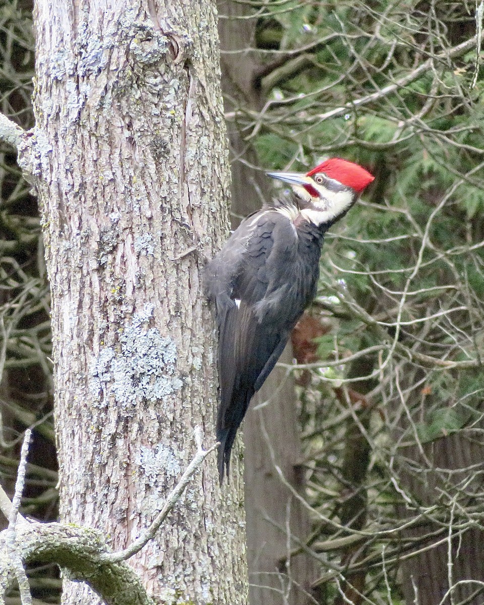 Pileated Woodpecker - Dan Minkin
