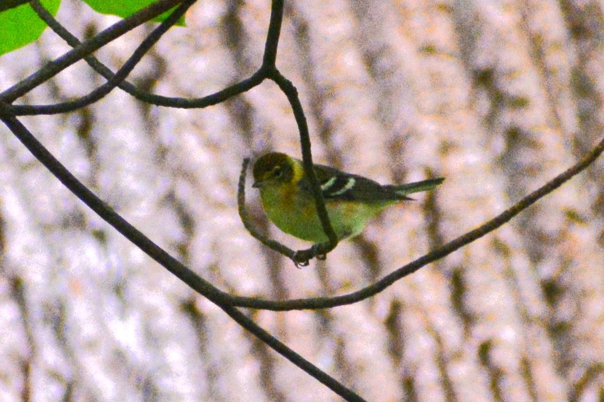 Bay-breasted Warbler - ML619364269