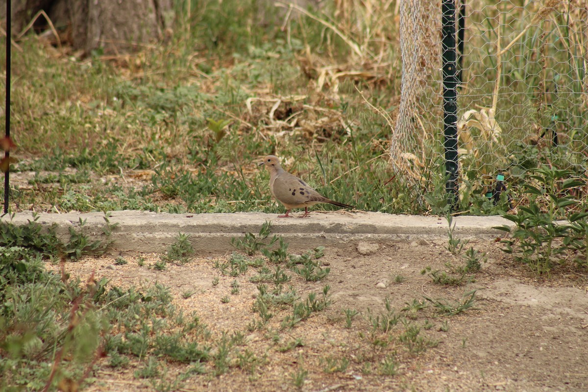 Mourning Dove - Carl Ingwell