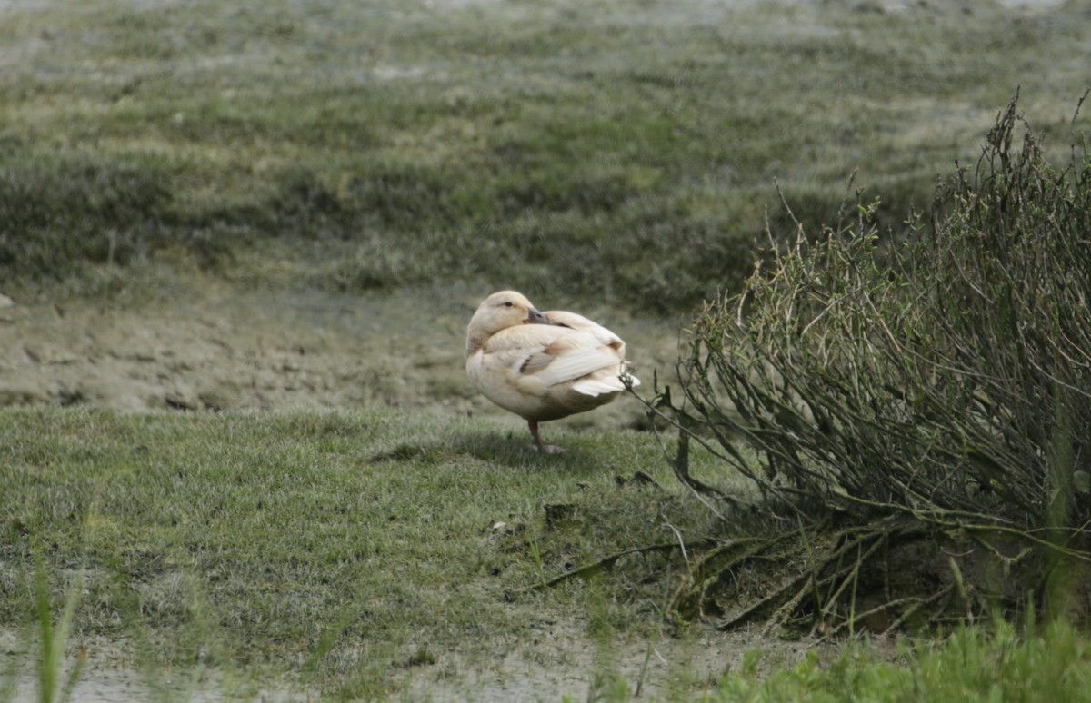 Canard colvert - ML619364280