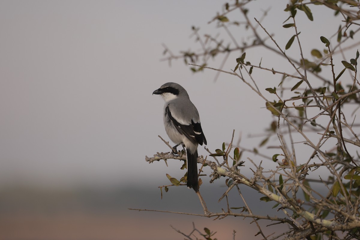 Loggerhead Shrike - ML619364282