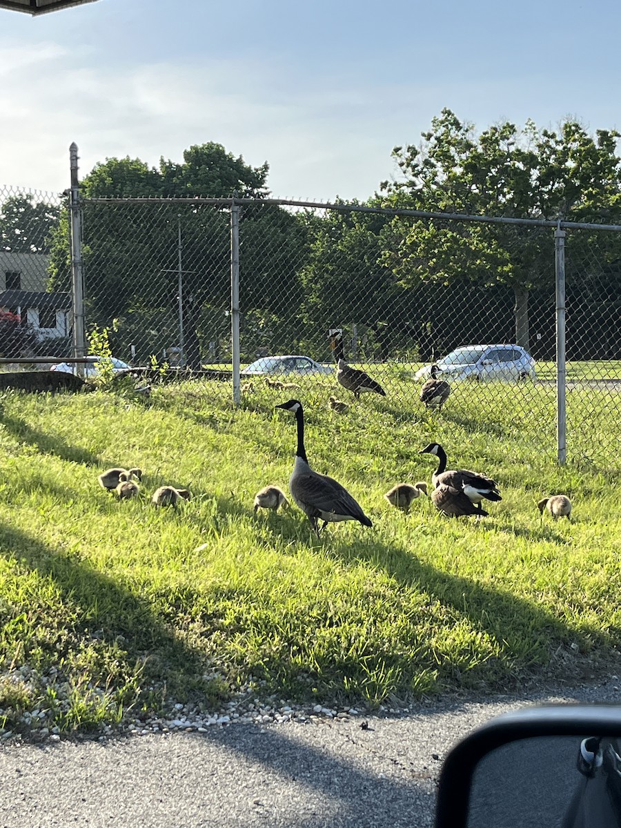 Canada Goose - ML619364283