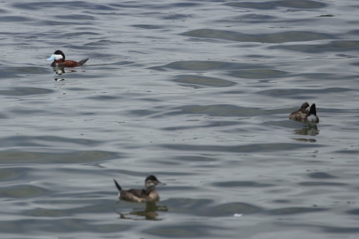 Ruddy Duck - ML619364285