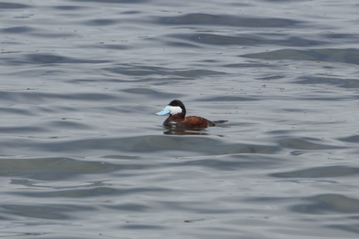 Ruddy Duck - ML619364286