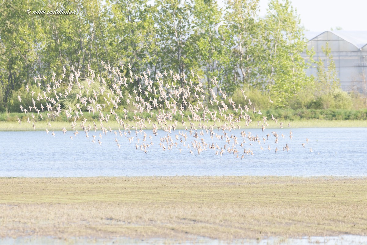 Dunlin - Mike Waldhuber