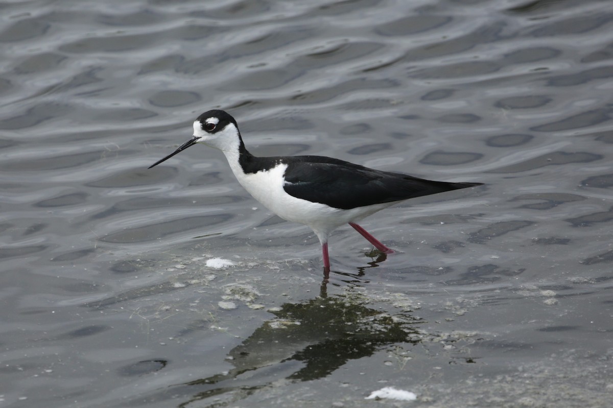 Black-necked Stilt - Samuel Hain