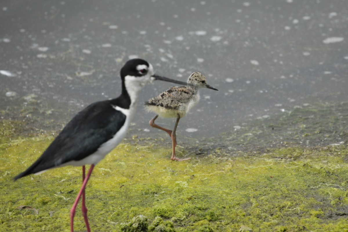 Black-necked Stilt - Samuel Hain