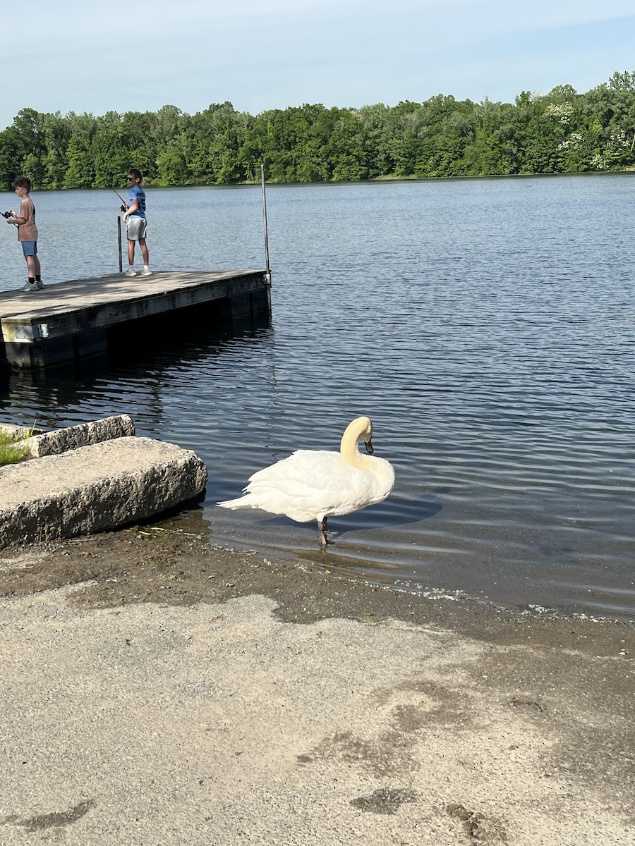 Mute Swan - Sydney Shaw