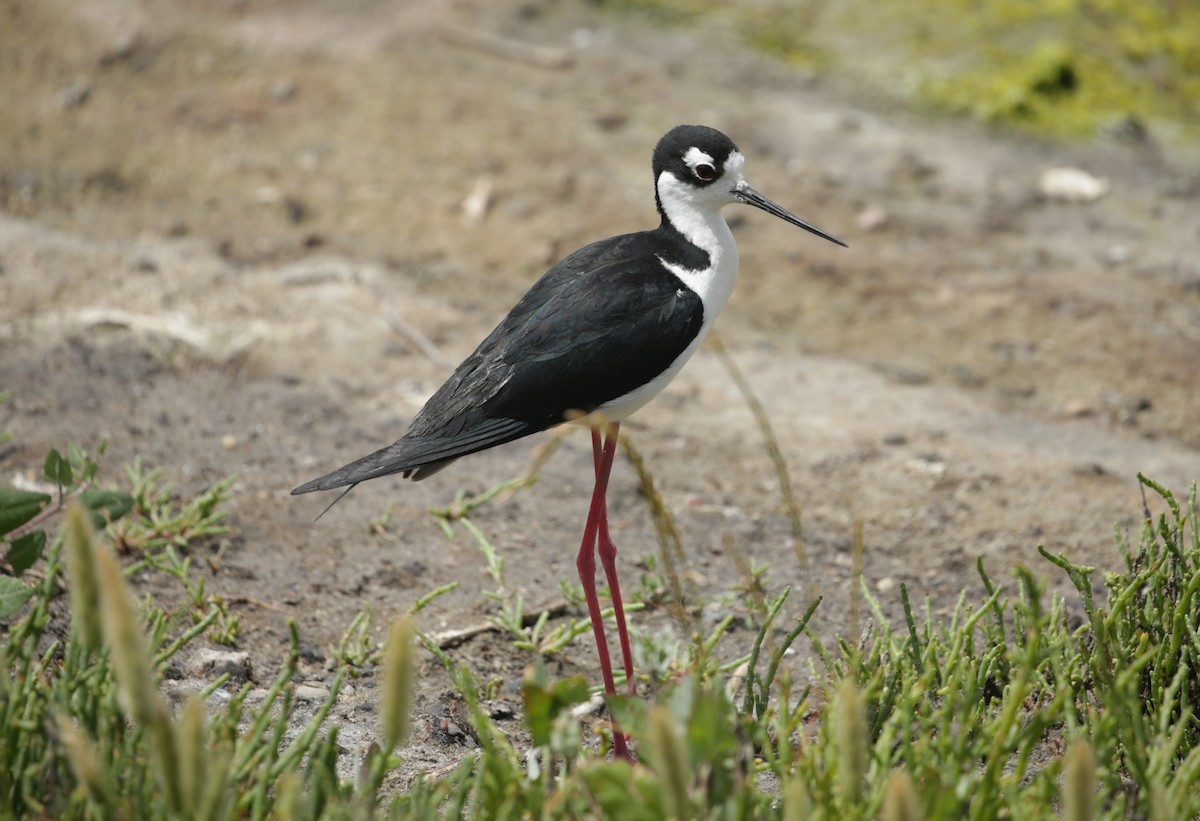 Black-necked Stilt - Samuel Hain