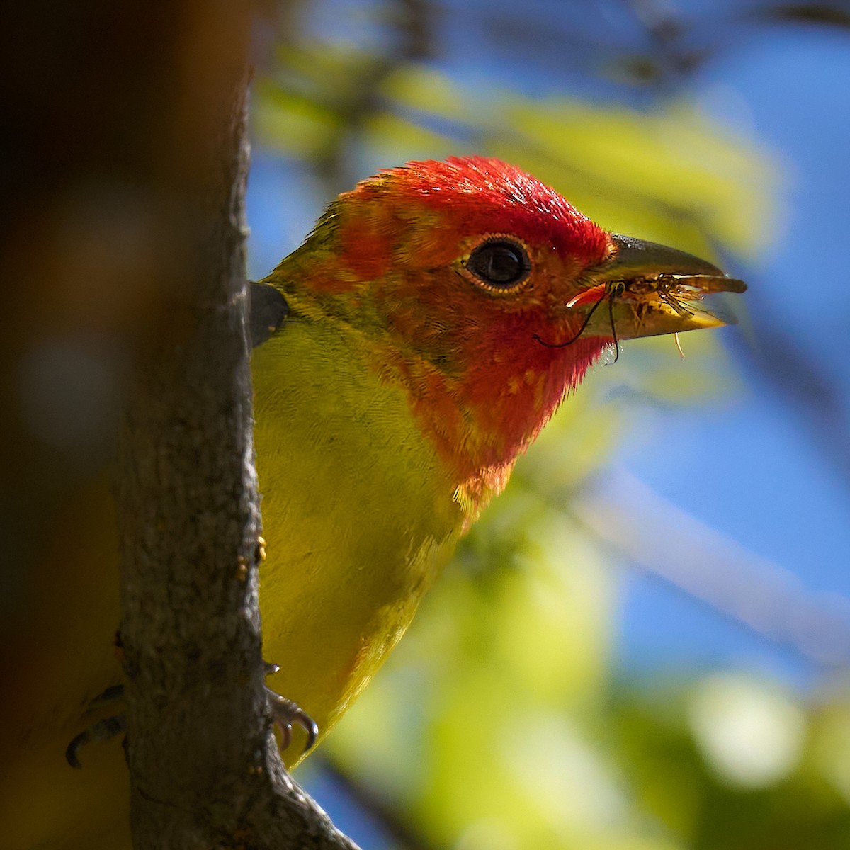 Western Tanager - Julie Laity