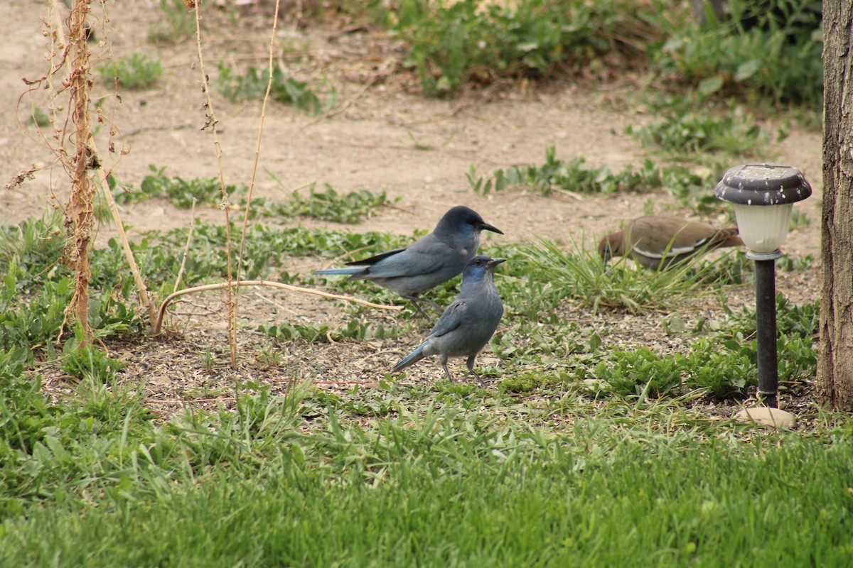 Pinyon Jay - Carl Ingwell