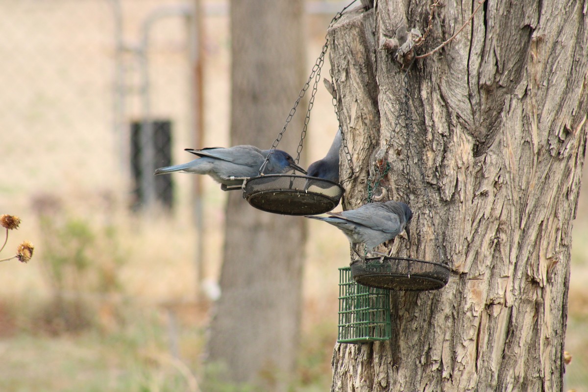 Pinyon Jay - ML619364327