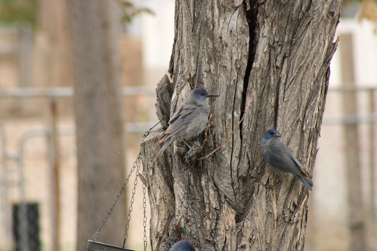 Pinyon Jay - Carl Ingwell