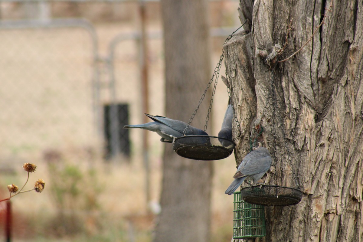 Pinyon Jay - Carl Ingwell