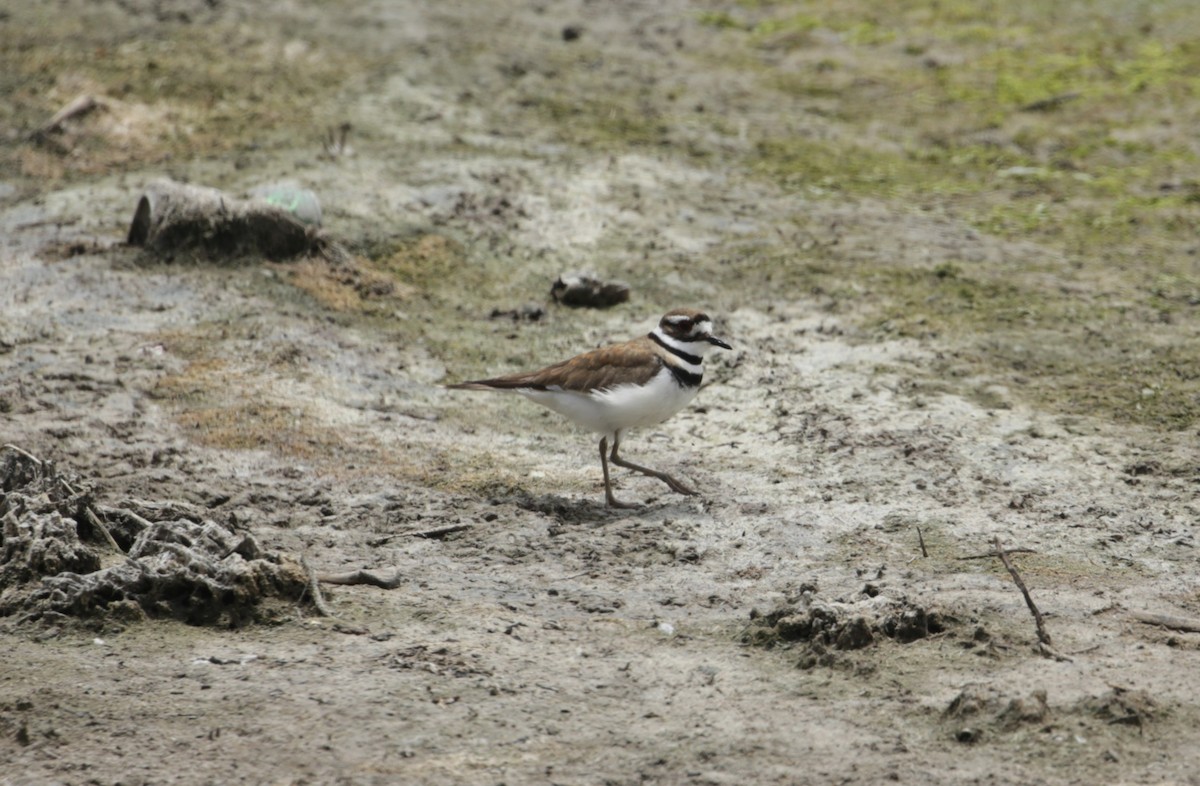 Killdeer - Samuel Hain